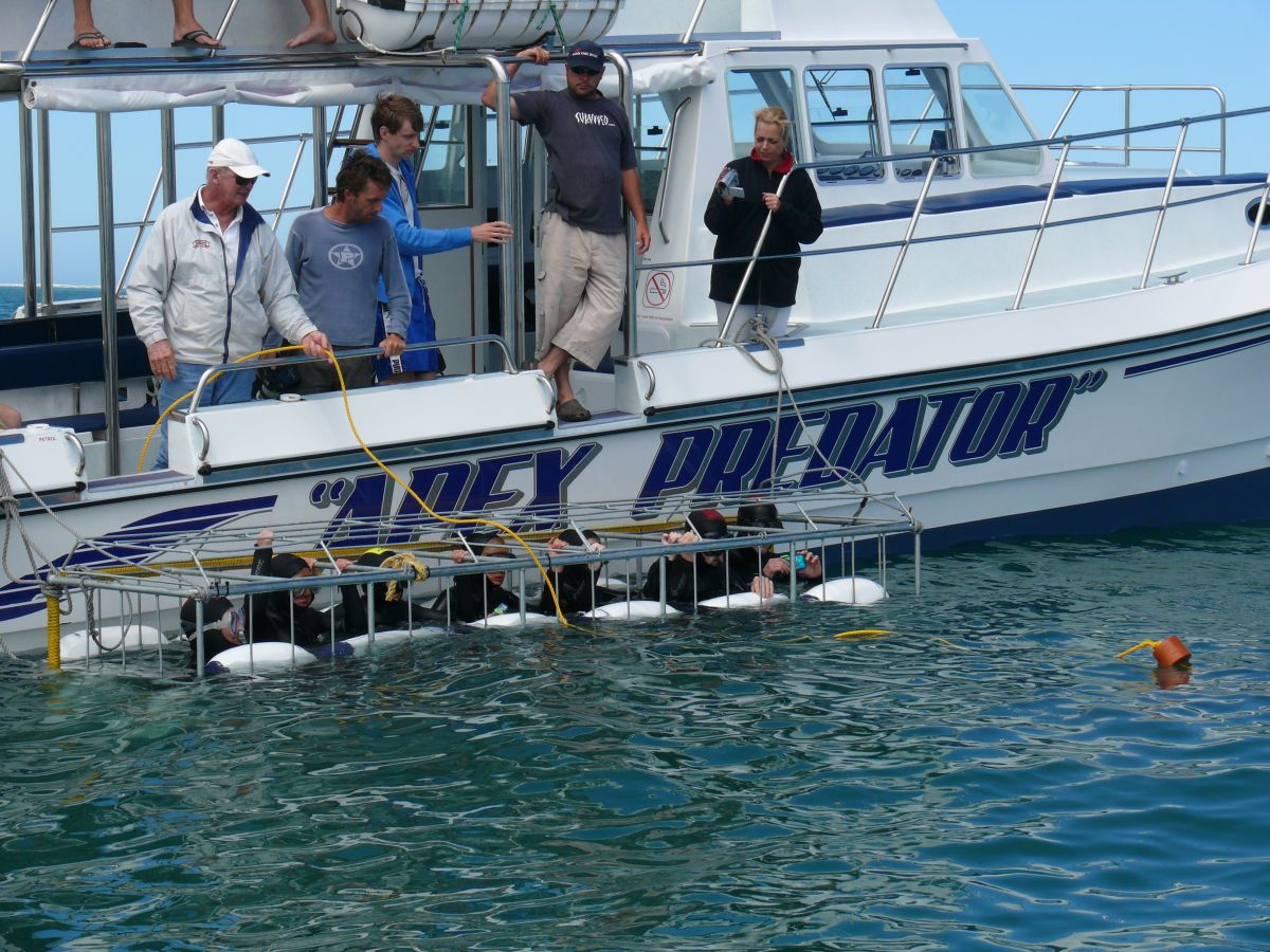 Premium: Great White Shark Cage Diving (return transfer not included)