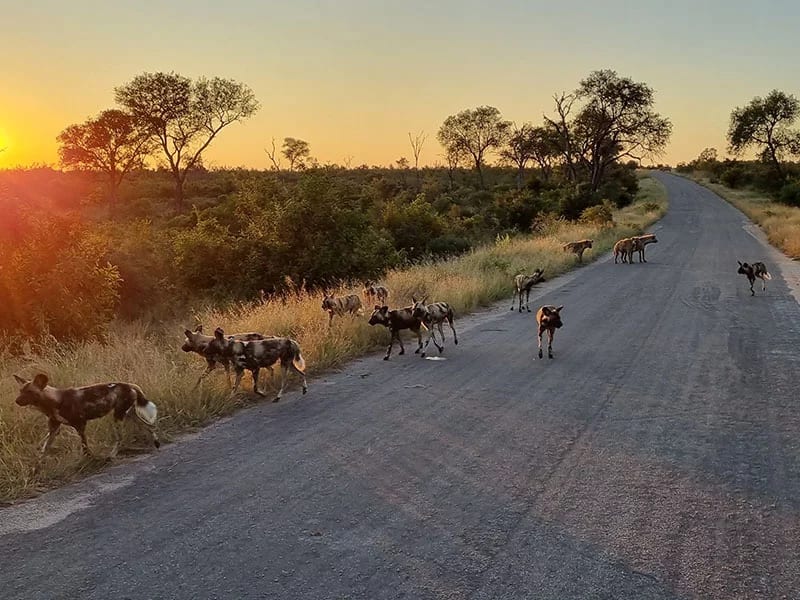 Kruger & Panorama Safari