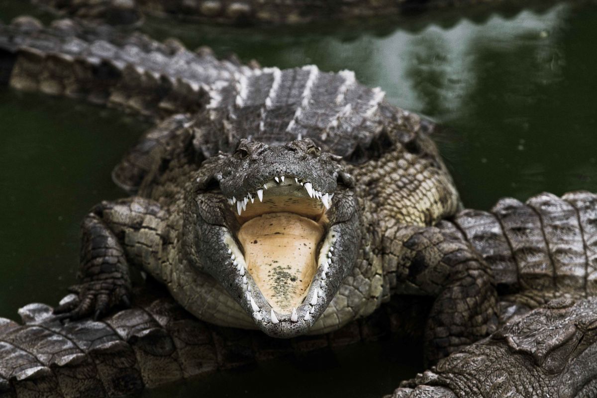 Le Bonheur Crocodile Farm