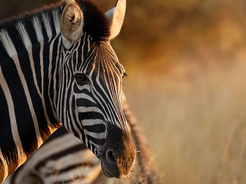 Best of the Kruger