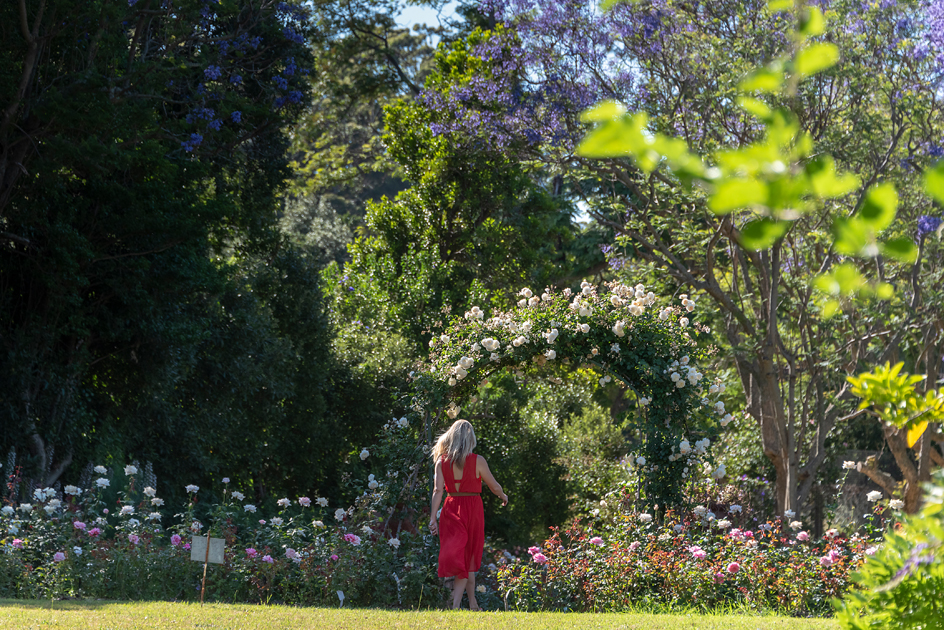 chart farm rose gardens in cape town