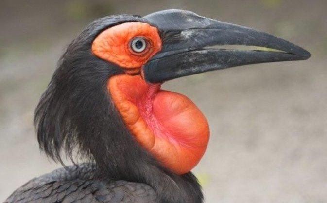 World of Birds