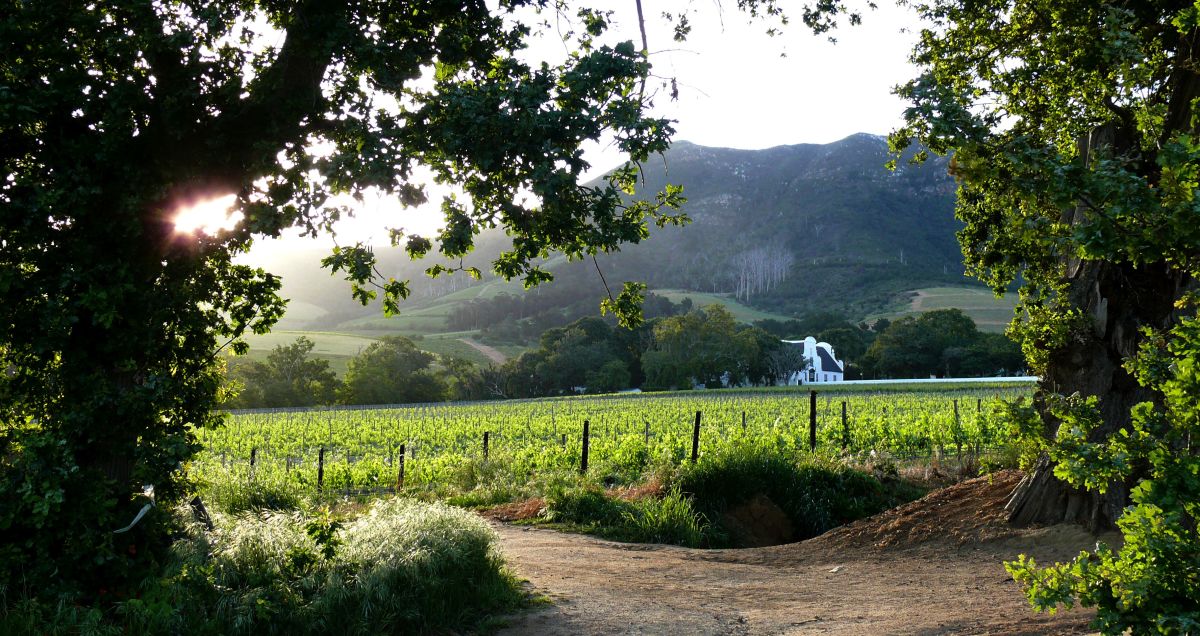 Wine estate tour &amp; tasting in Groot Constantia
