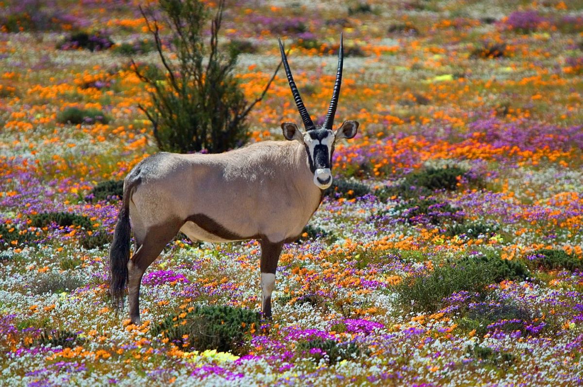 most beautiful gardens in cape town