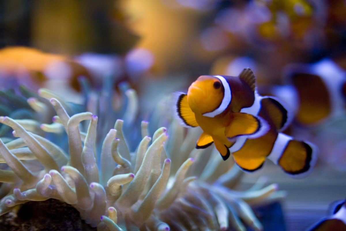 Two Oceans Aquarium