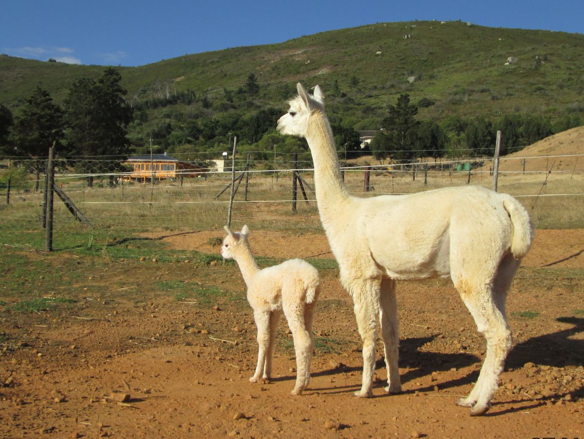 Alpaca Loom Barn Tour &amp; Weaving Studio