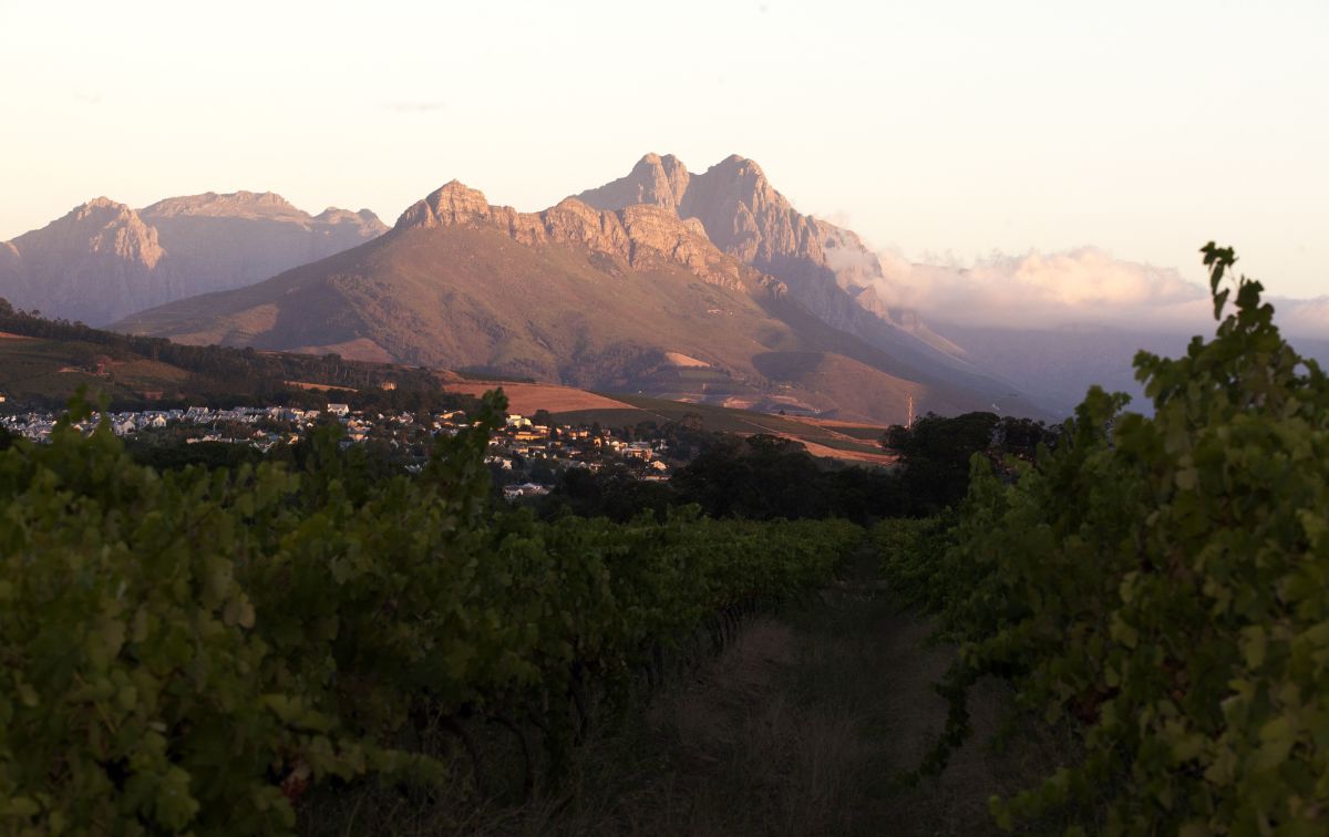 Simonsig Wine Estate: Cuvee Restaurant