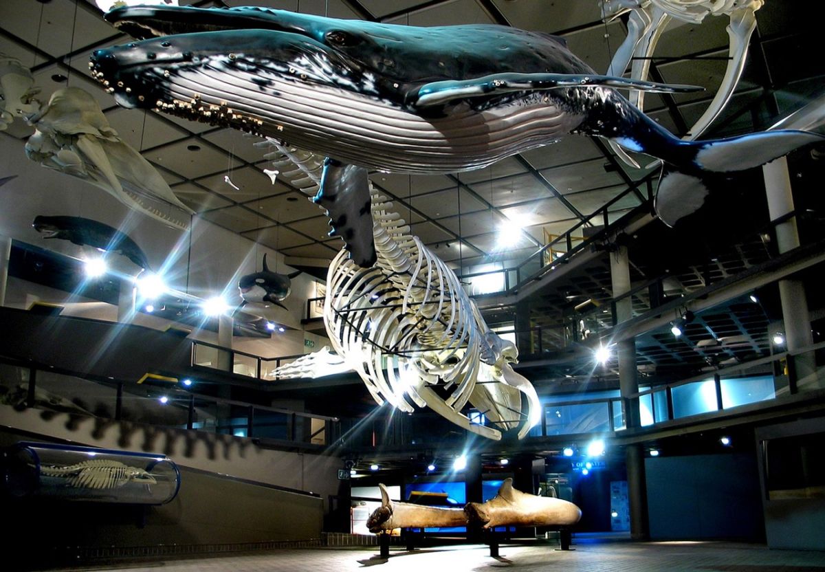 South African Museum