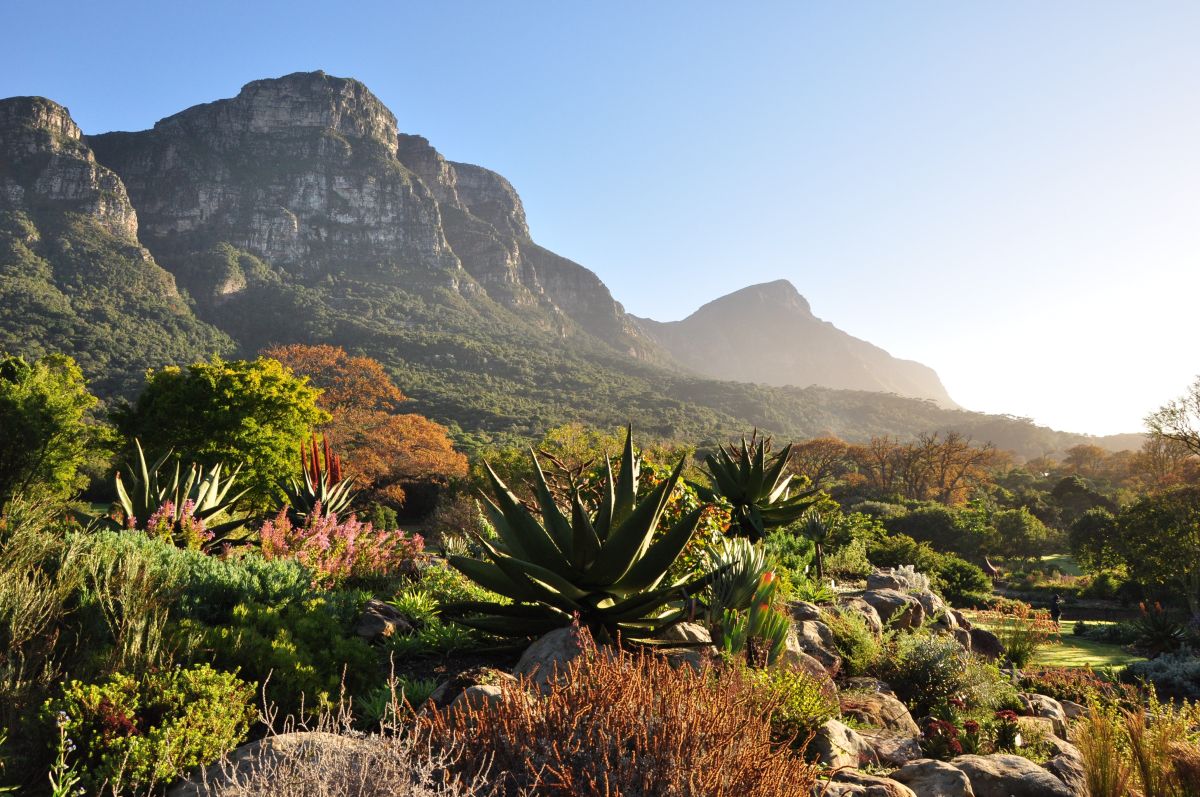 Kirstenbosch Gardens