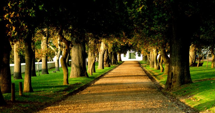 Recommendation: Groot Constantia – wine estate tour and tasting (stop 25)