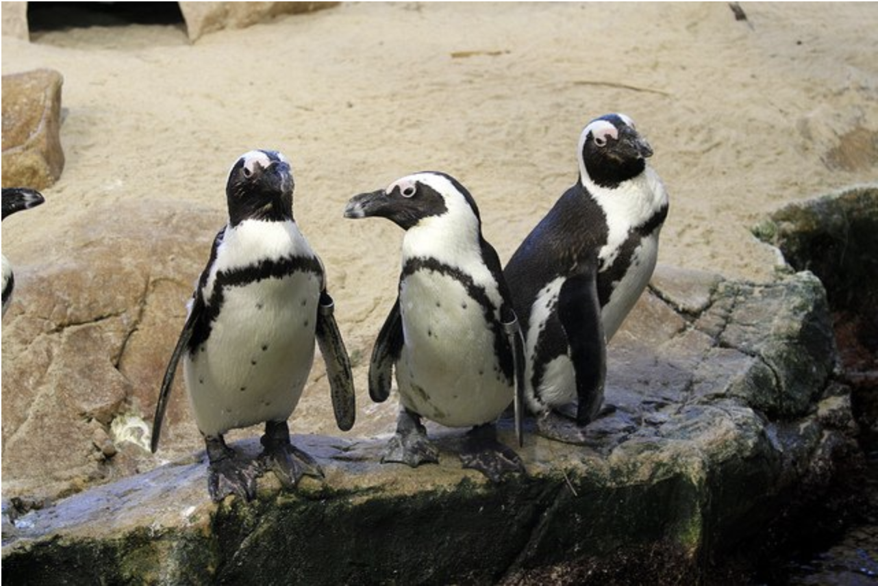 Recommendation: Northern Rockhopper Penguins
