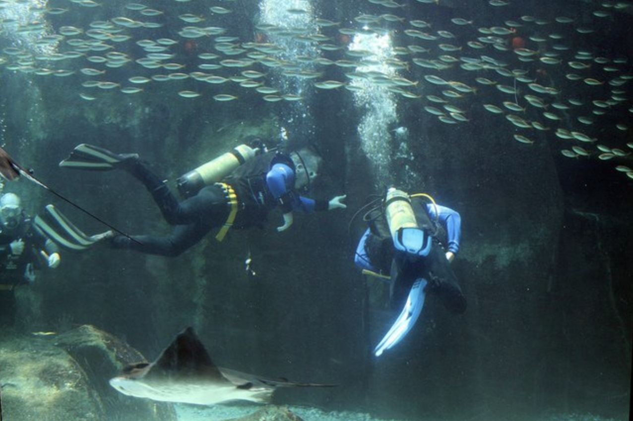 Recommendation: Aquarium Dive