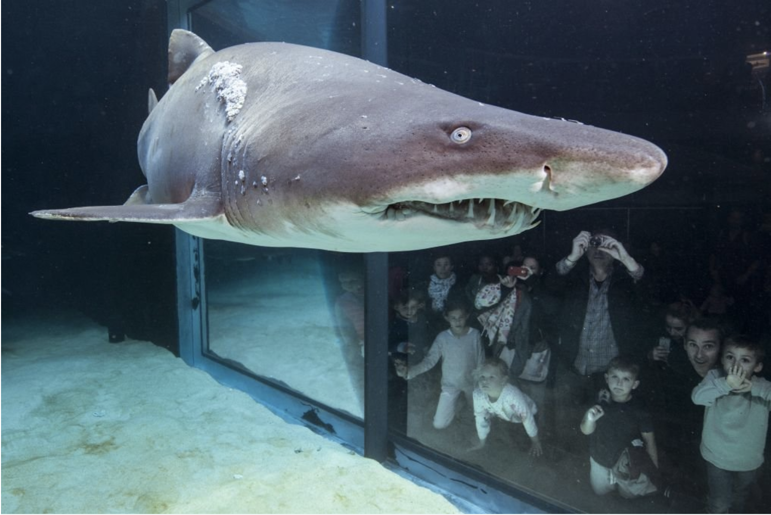 Recommendation: 3. Go Underwater at the Two Oceans Aquarium