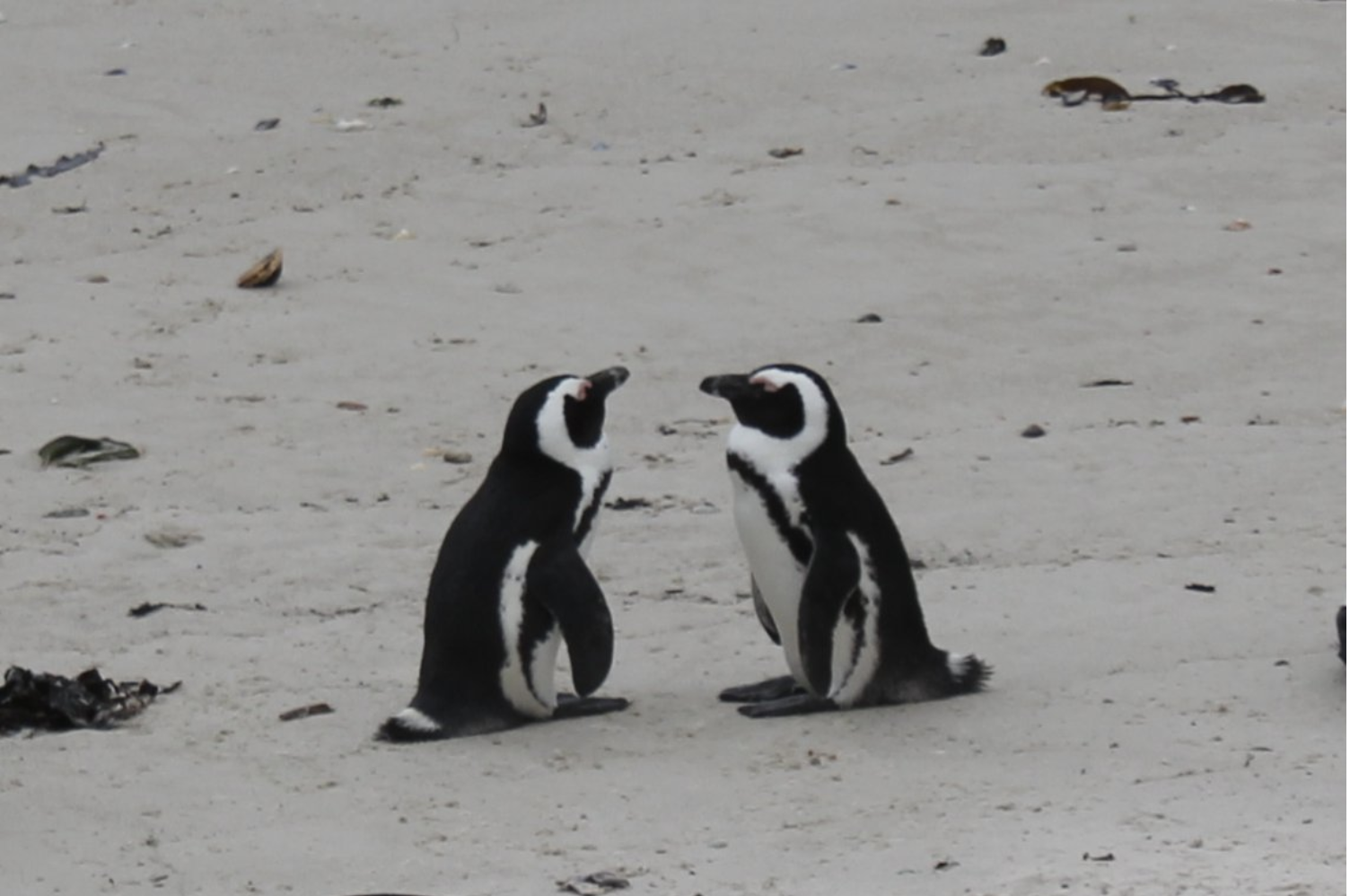 Recommendation: Highlights on the Cape Point and Penguins Xplorer Tour