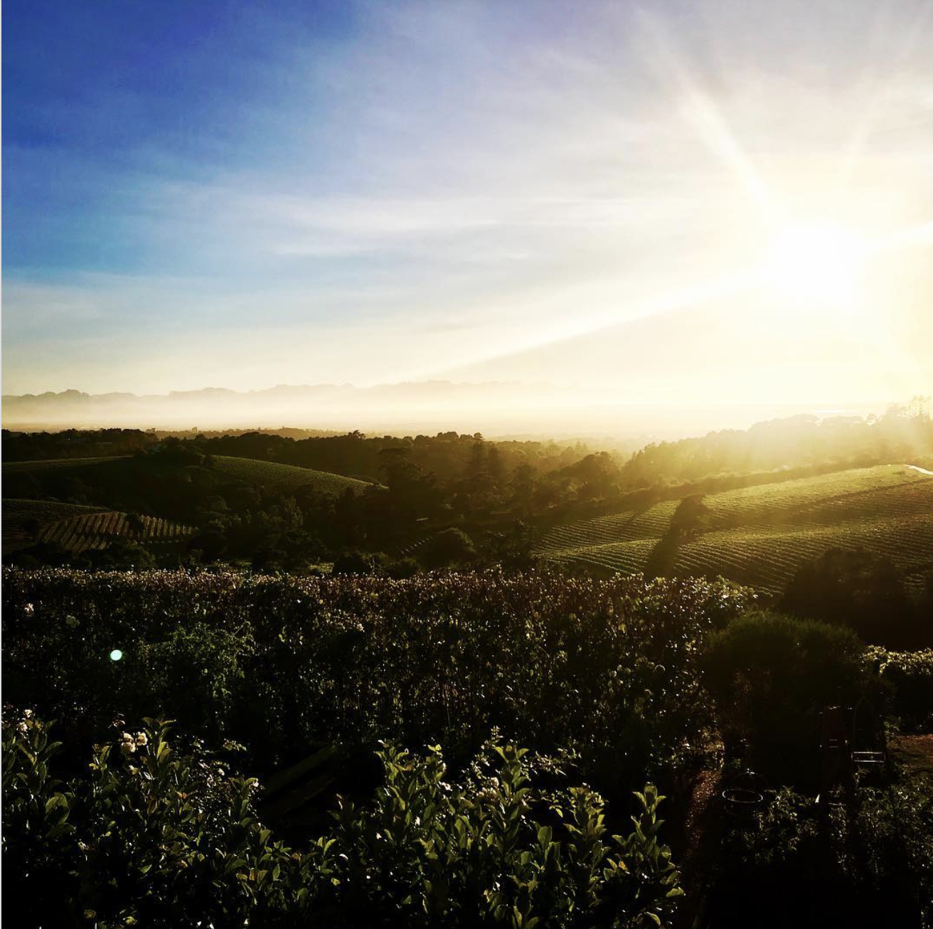 Recommendation: Constantia Valley Wine Bus