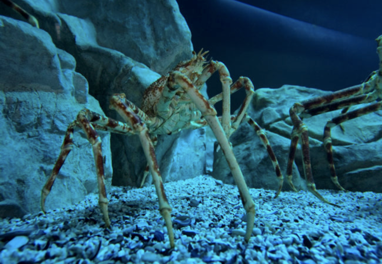 Recommendation: Two Oceans Aquarium