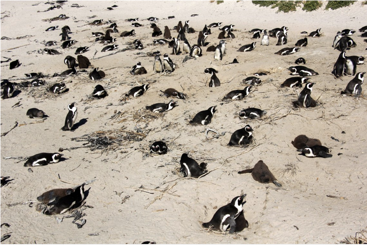 Recommendation: Cape Point and Boulders Beach Penguins Tour