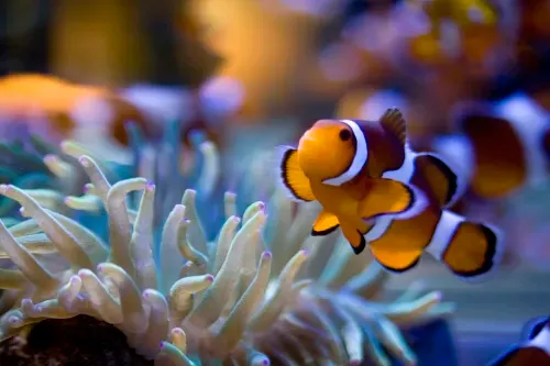 Recommendation: Two Oceans Aquarium