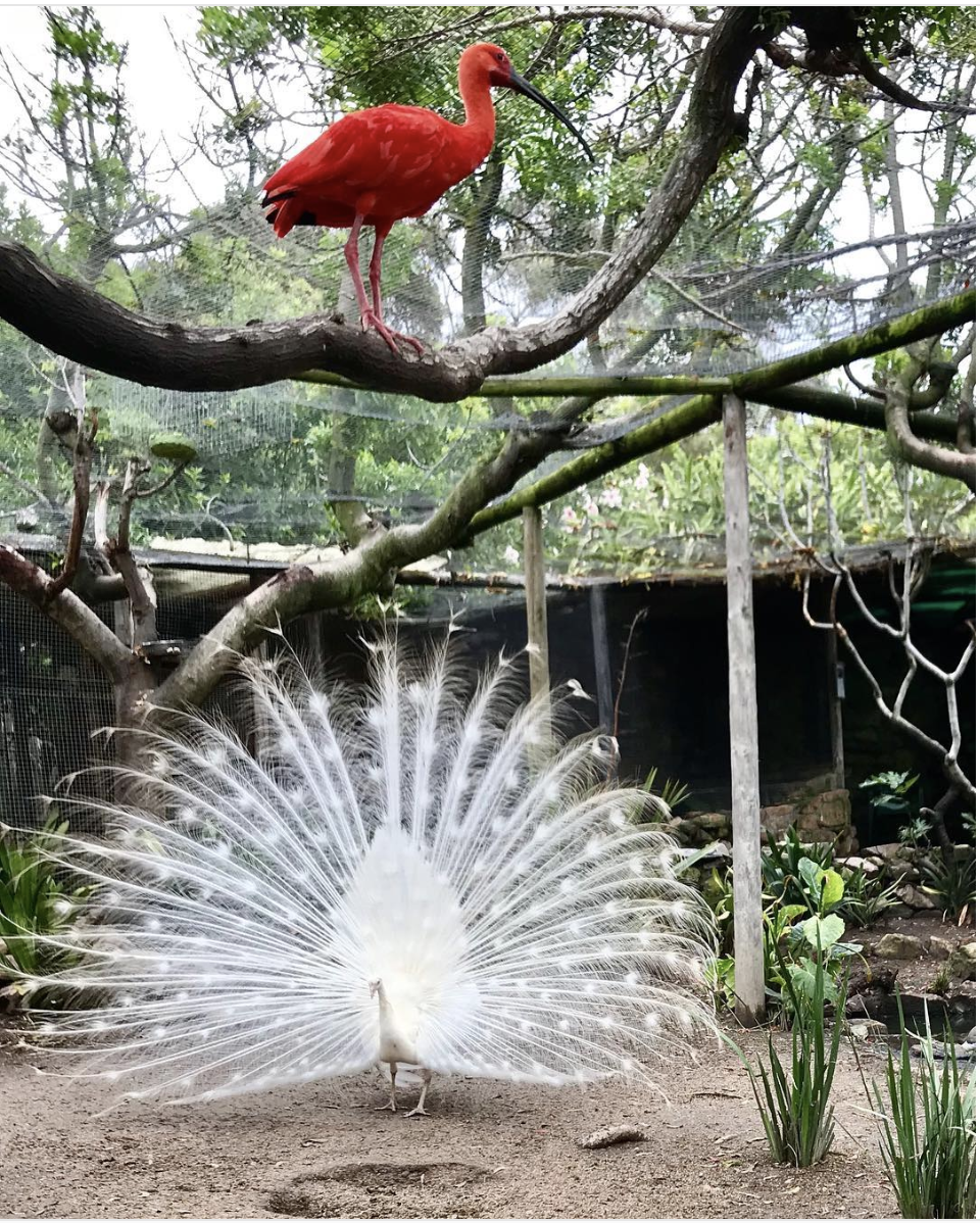 Recommendation: World of Birds (<a href="https://www.citysightseeing.co.za/en/cape-town/world-of-birds">stop 22</a>)