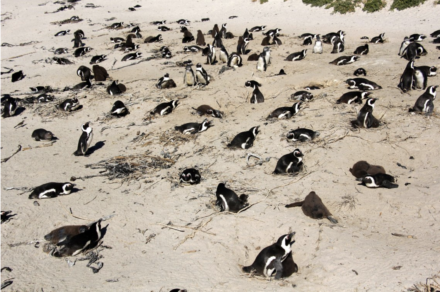 Cape Xplorer Tour: Cape Point and Boulders Beach Adventure