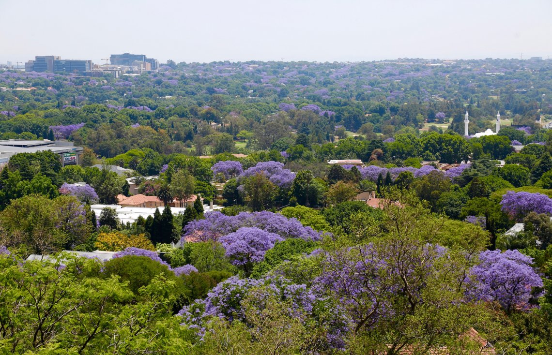 Top 5 Activities in Cape Town's Leafy Constantia