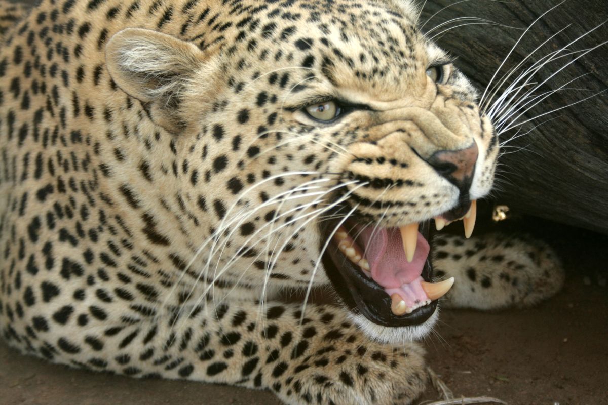 Vredenheim Big Cat Tour