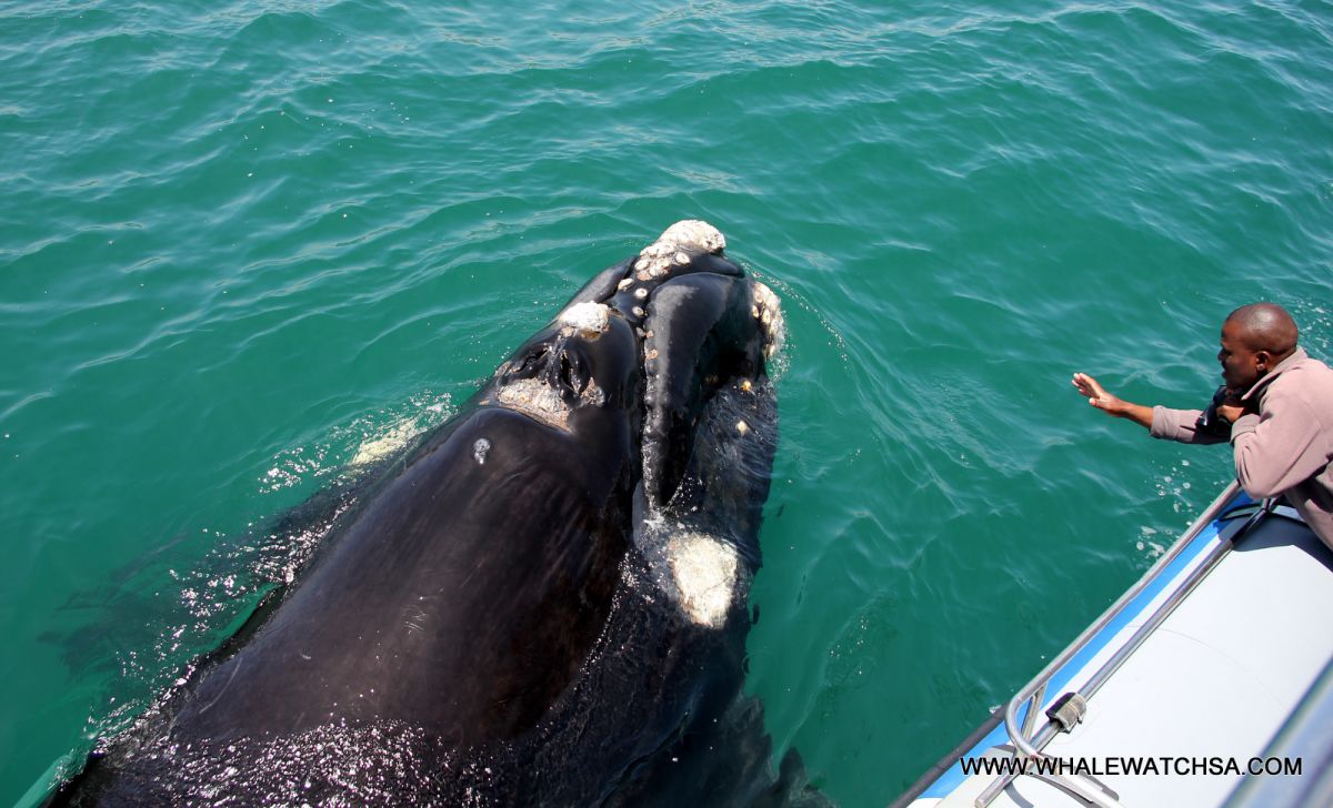 Dyer Island Cruises: Whale Watching